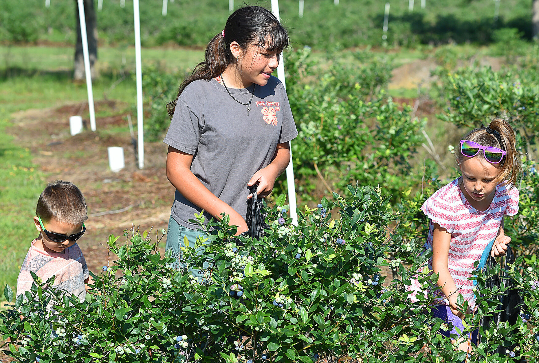 Berry picking 2.jpg